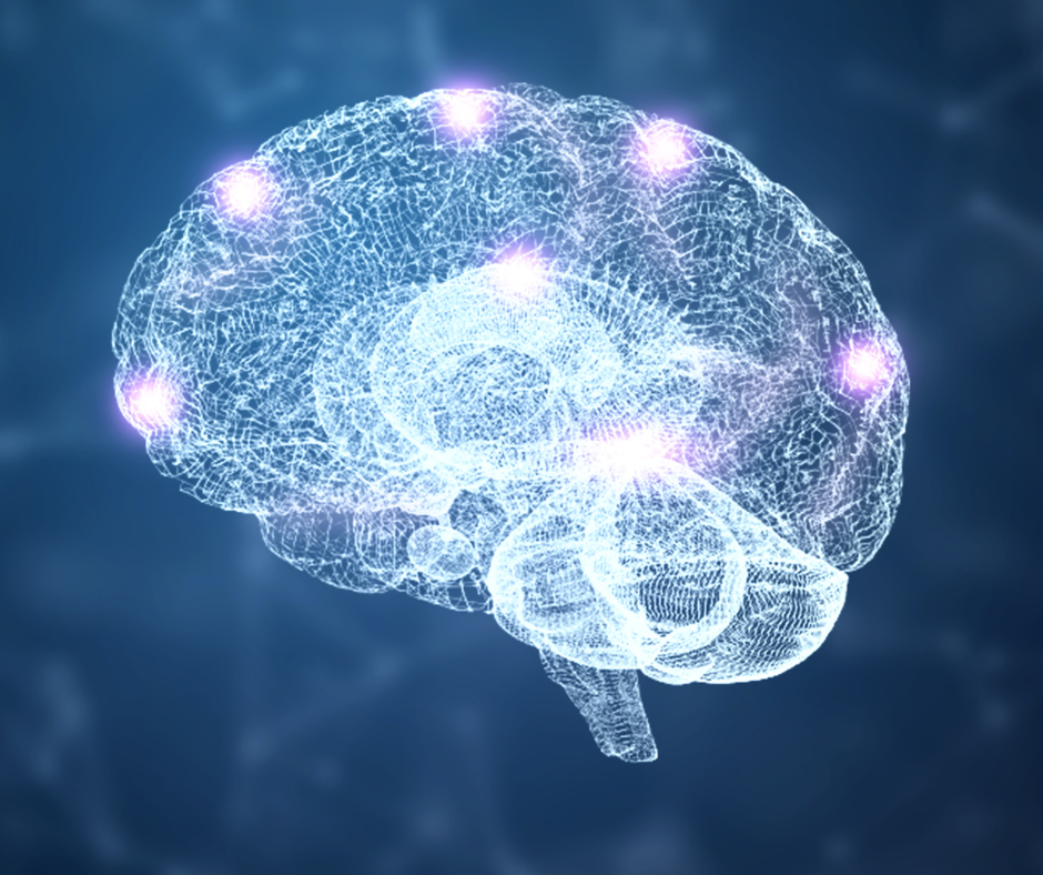 brain model
